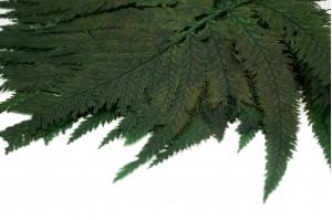 preserved-colombian-fern-13.