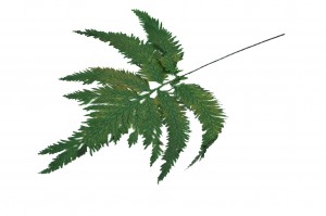 preserved-colombian-fern-13.