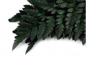 preserved-leather-fern-13