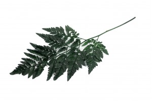 preserved-leather-fern-13.