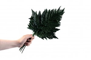 preserved-leather-fern-13.