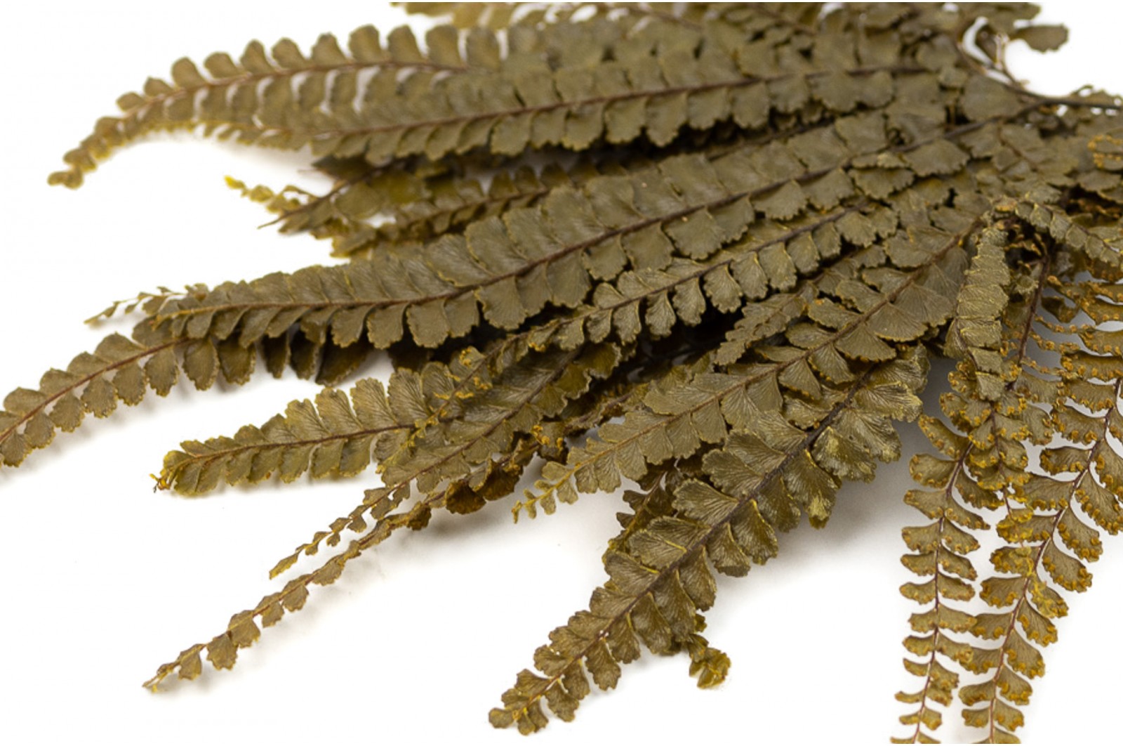 Preserved Felci fern (13) preserved-felci-fern-13
