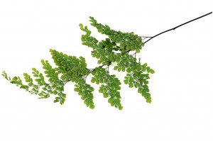 preserved-lutti-adianthum-fern-13.