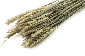 dried-wheat-italian-12