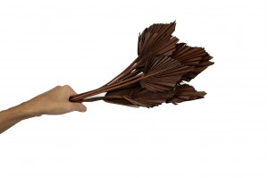 dried-mini-palm-spear-12.