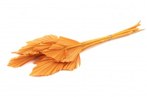 dried-mini-palm-spear-12.