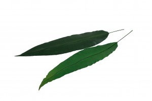 preserved-tropical-leaves-13.