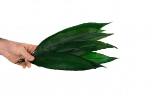 preserved-tropical-leaves-13.