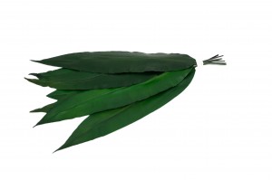 preserved-tropical-leaves-13.