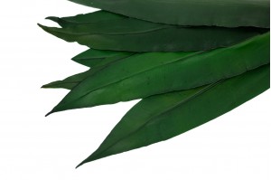 feuilles-tropicales-stabilisees-13