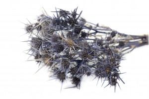 dried-thistle-eryngium-24