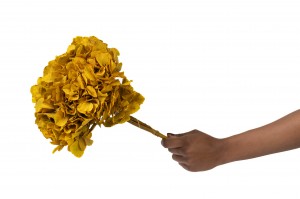 hortensia-stabilise-14.