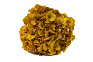 hortensia-stabilise-14.