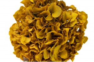 preserved-hydrangea-14.