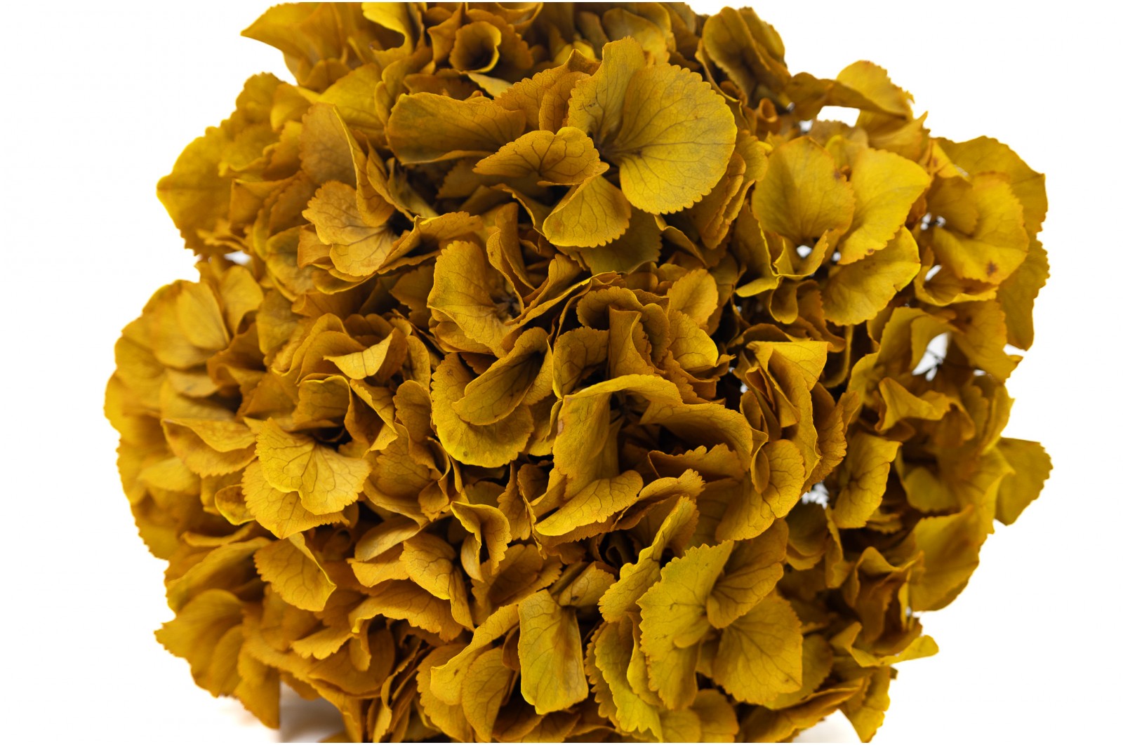 hortensia-stabilise-14