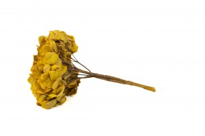 hortensia-stabilise-14.