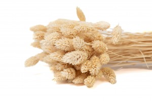 trockenes-phalaris-12.
