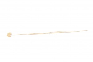 phalaris-sec-12.