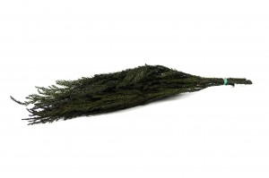 preserved-cryptomeria-8.