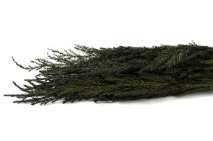 preserved-cryptomeria-8.