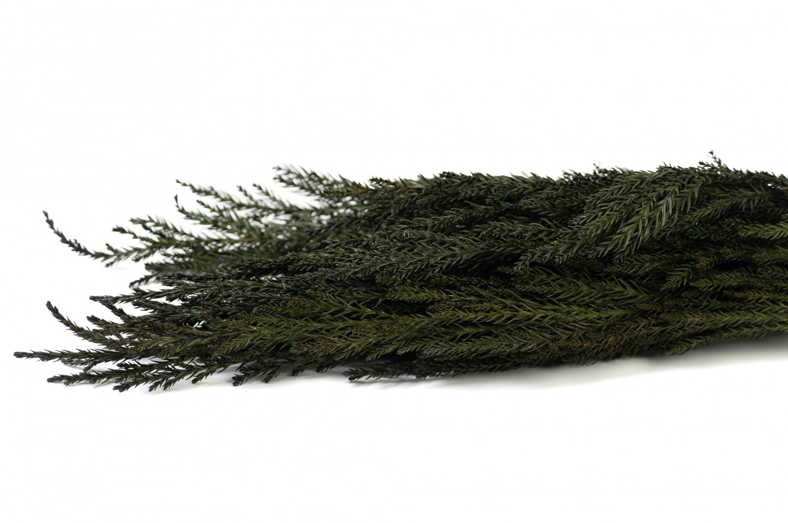 preserved-cryptomeria-8