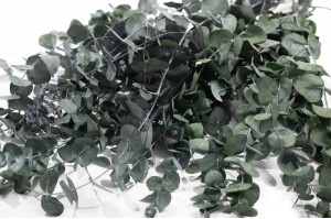 eucalyptus-cinerea-stabilise-8.