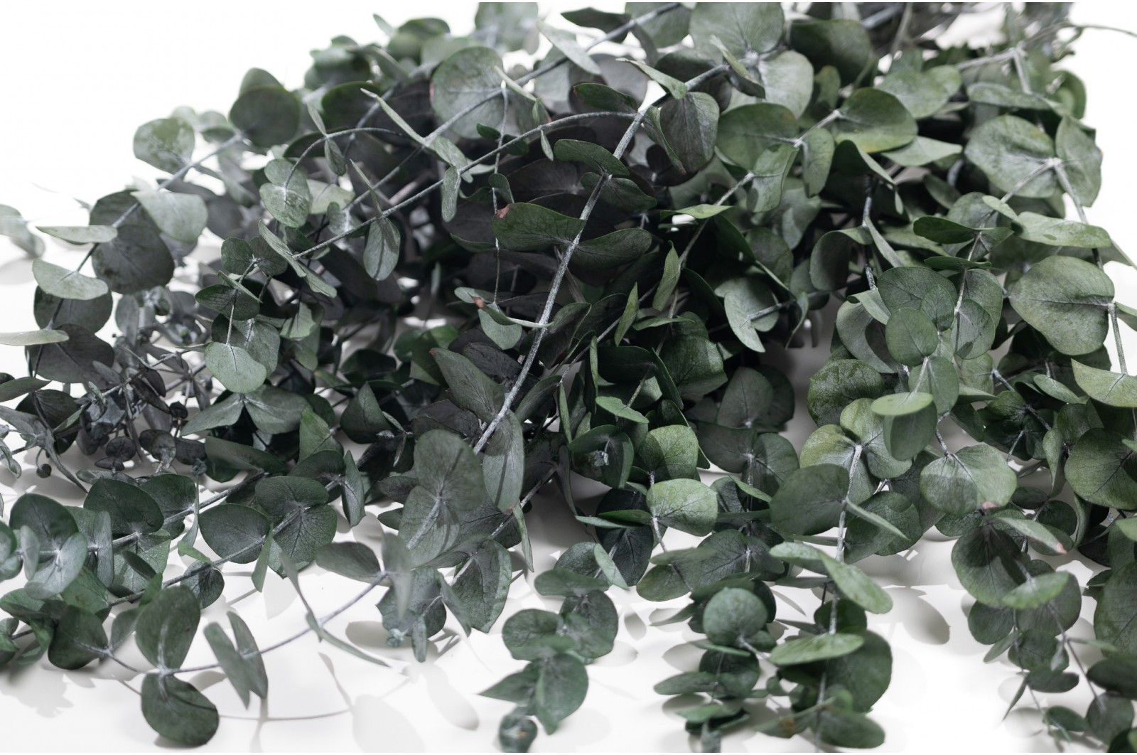 eucalyptus-cinerea-stabilise-8