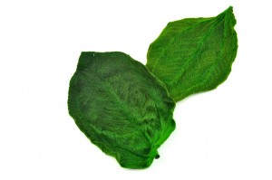 feuilles-de-tibouchina-stabilisees-14