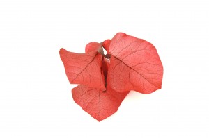 fleurs-de-bougainvillier-stabilisees-14.