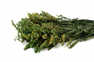 solidago-stabilise-13