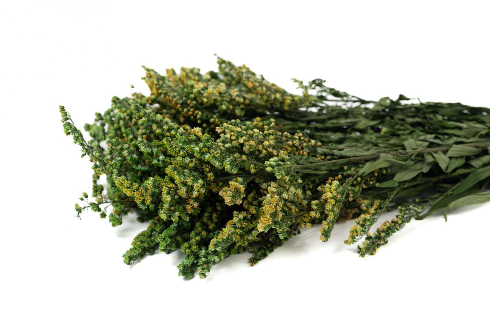 solidago-stabilise-13