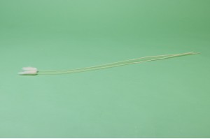 trockenes-lagurus-20.