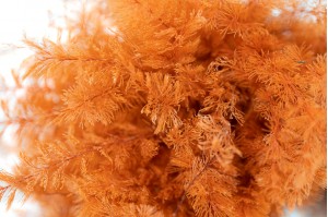 air-fern-stabilisee-18.