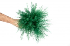 preserved-air-fern-18.