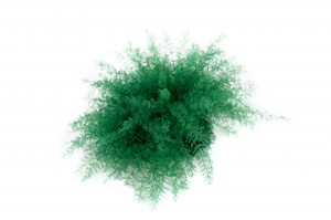 preserved-air-fern-18.