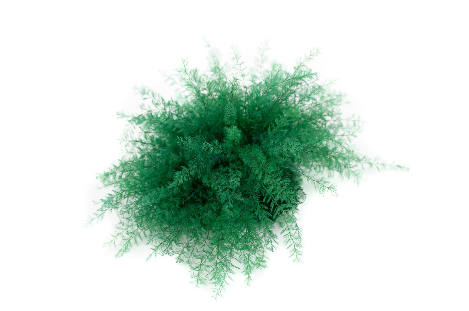 Stabilisierter Air Fern (18) stabilisierter-air-fern-18