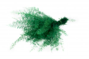 preserved-air-fern-18.