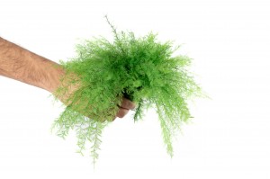 preserved-air-fern-18.