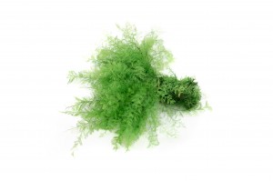 preserved-air-fern-18.