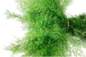 preserved-air-fern-18