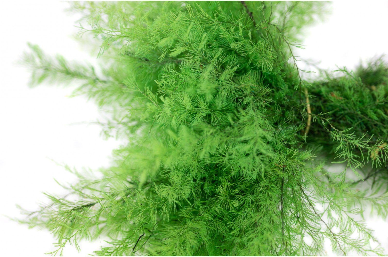 Stabilisierter Air Fern (18) stabilisierter-air-fern-18