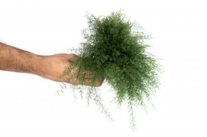 preserved-air-fern-18.
