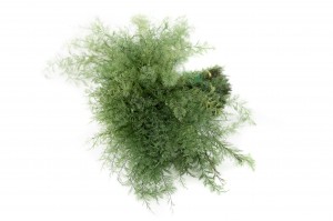 preserved-sertularia-fern-18.