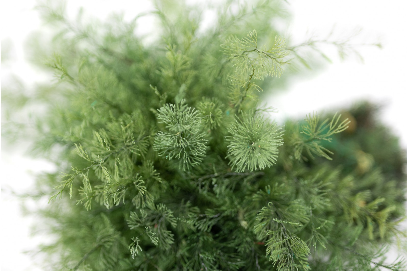 Stabilisierter Air Fern (18) stabilisierter-air-fern-18