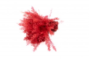 preserved-air-fern-18.