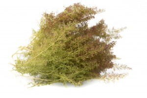 dried-zeeschium-moss-18.