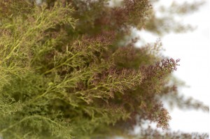 dried-zeeschium-moss-18