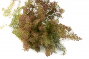 dried-zeeschium-moss-18.