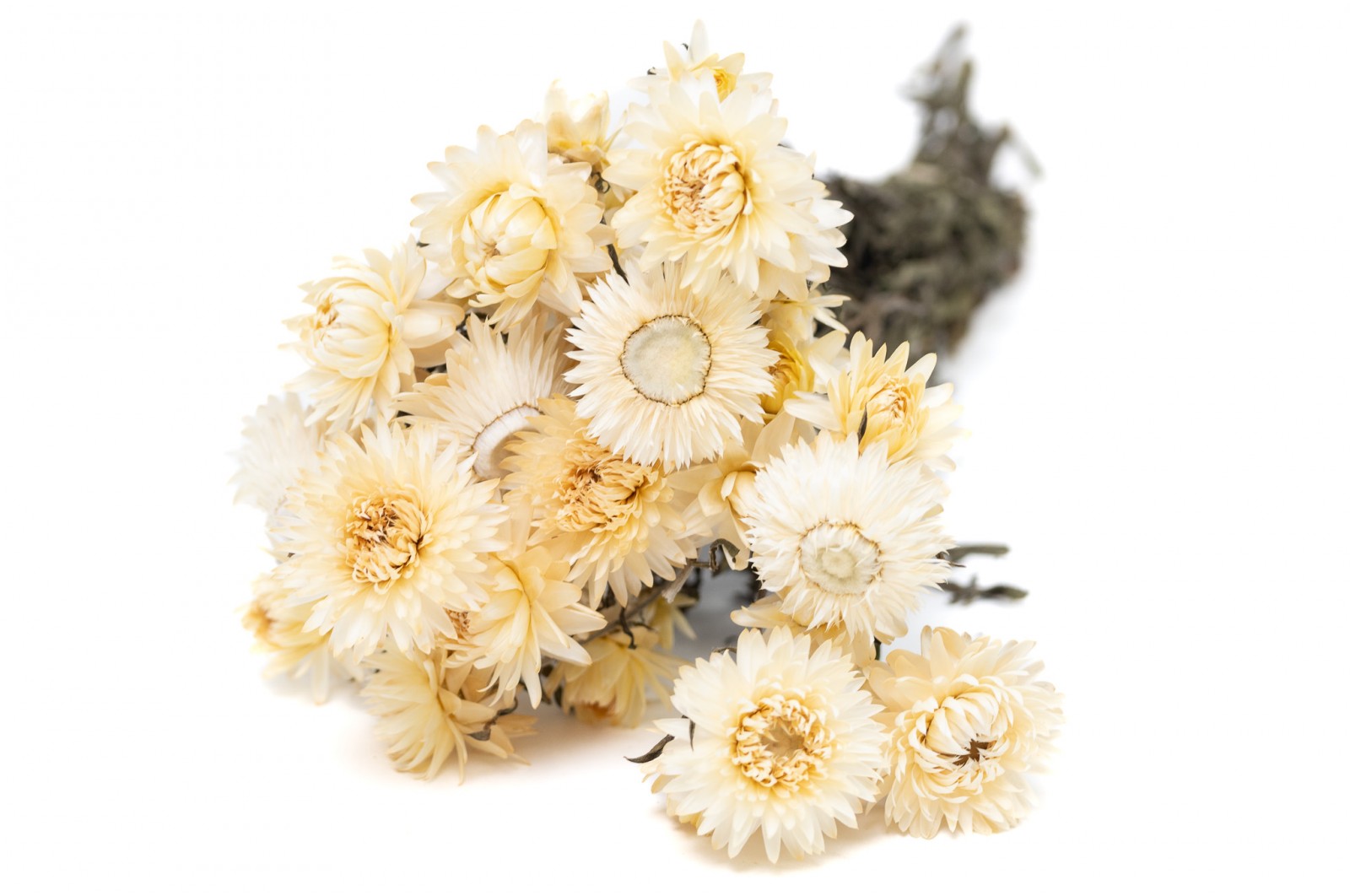 helichrysum-sec-29