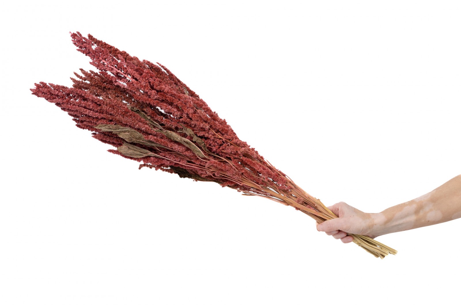 Dried amaranthus (29) dried-amaranthus-29